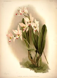 Laelia anceps